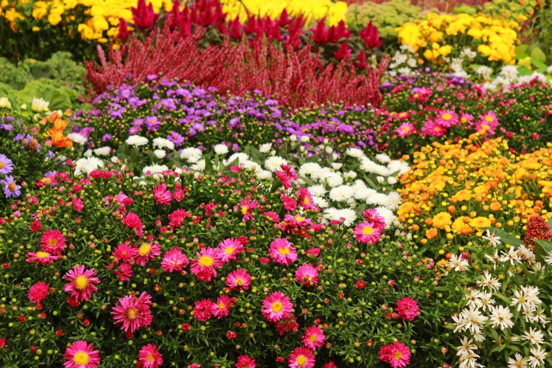 Slovo od poletja: Deset čudovitih jesenskih cvetlic, ki bodo vrt krasile do prve zmrzali