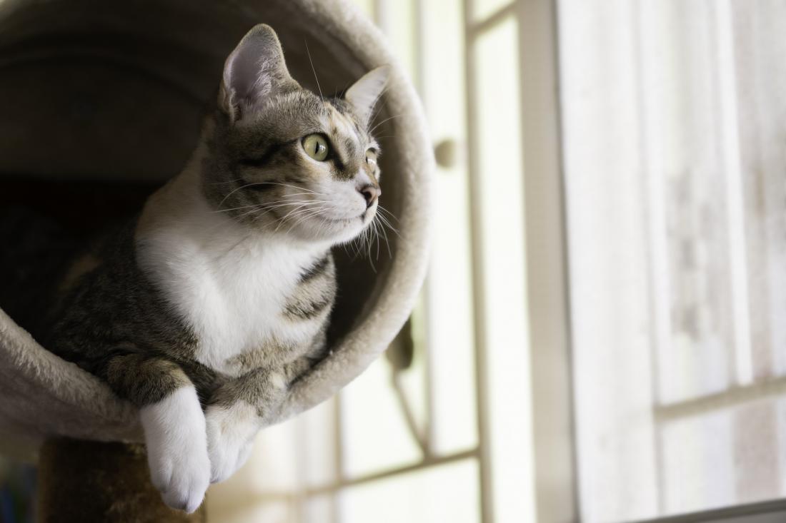 Pet dokazov, da vas je vaša mačka pogrešala, ko vas ni bilo doma