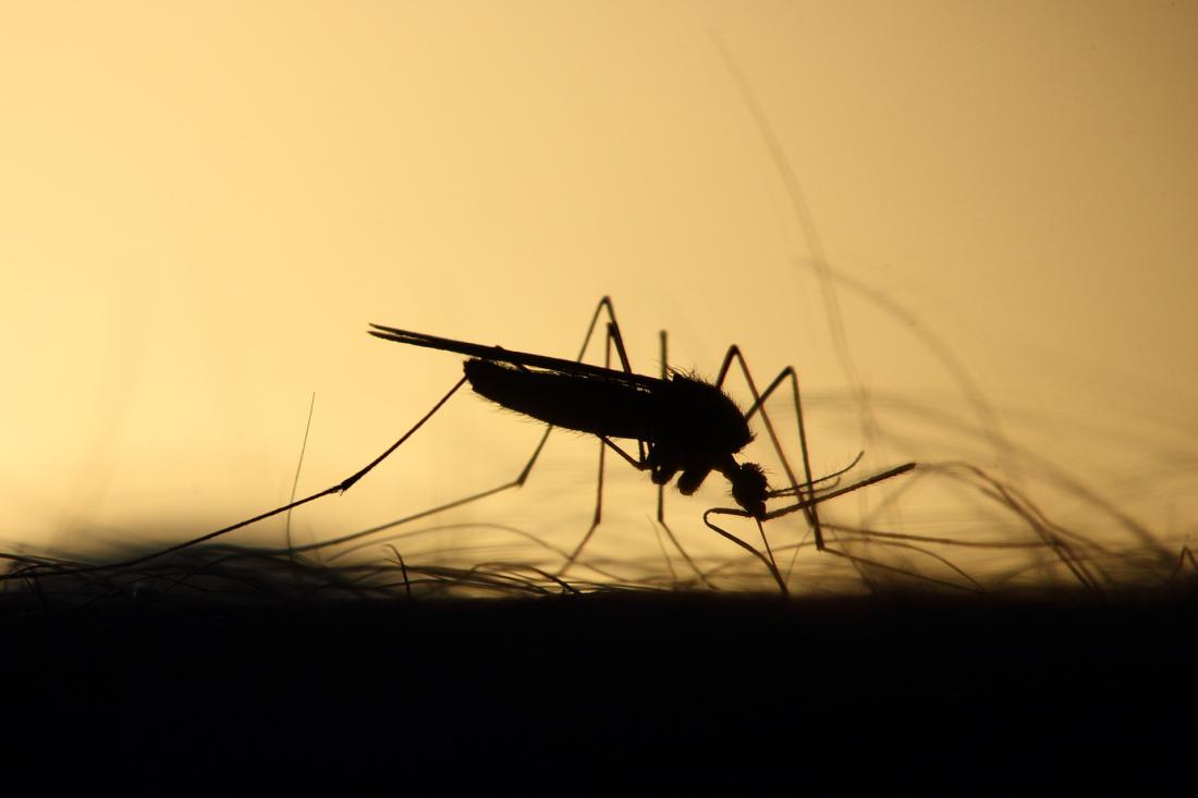 Naredite sami: repelent proti komarjem (VIDEO)