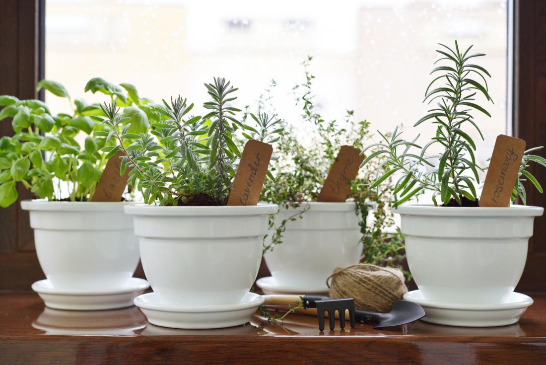4 zdravilne protivirusne rastline, ki sodijo na vsak vrt ali balkon