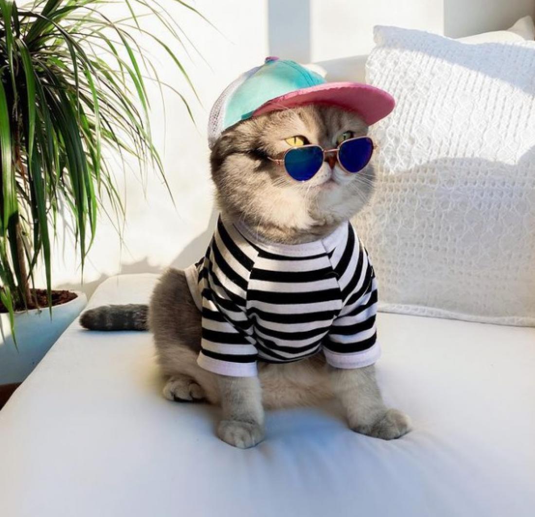 Naj vam dan polepša najbolj modni maček Benson (FOTO)