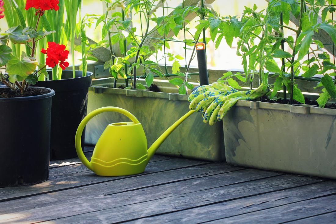 Za vse brez vrta: 9 vrst zelenjave, ki odlično uspevajo na balkonu 