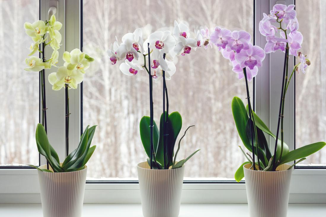Z orhidejo kot darilom praktično ni mogoče zgrešiti.