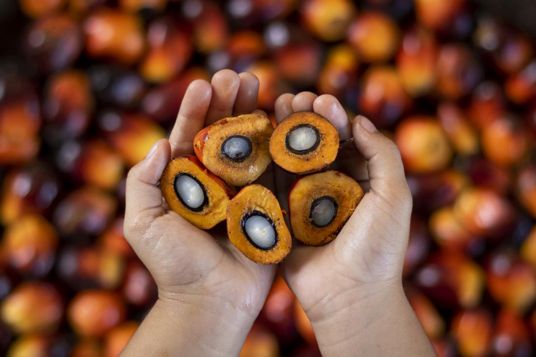     Olje pridobivajo iz kaše plodov oljnih palm. Foto: Arvian Cahya Wiranata/Gettyimages