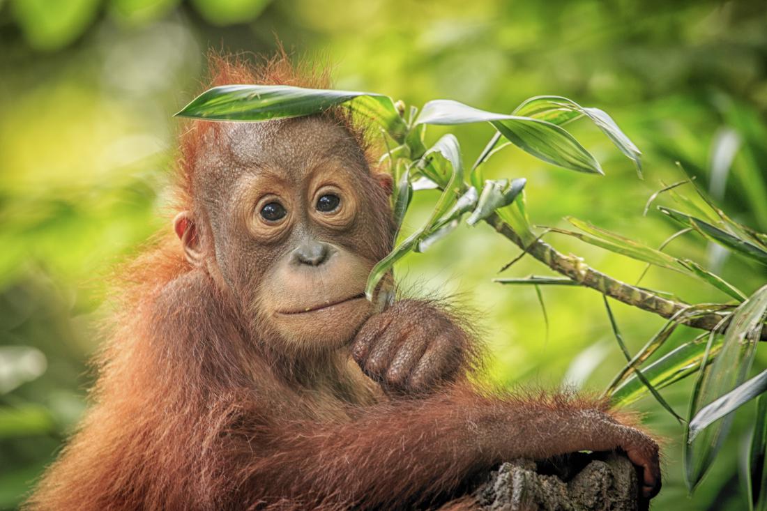 Orangutani so zaradi gojenja oljnih palm med najbolj ogroženimi vrstami.