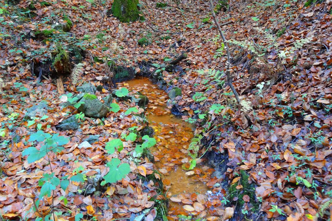 Oranžno obarvana tla kažejo na veliko vsebnost železa; izvir Rečica blizu Kamne Gorice.