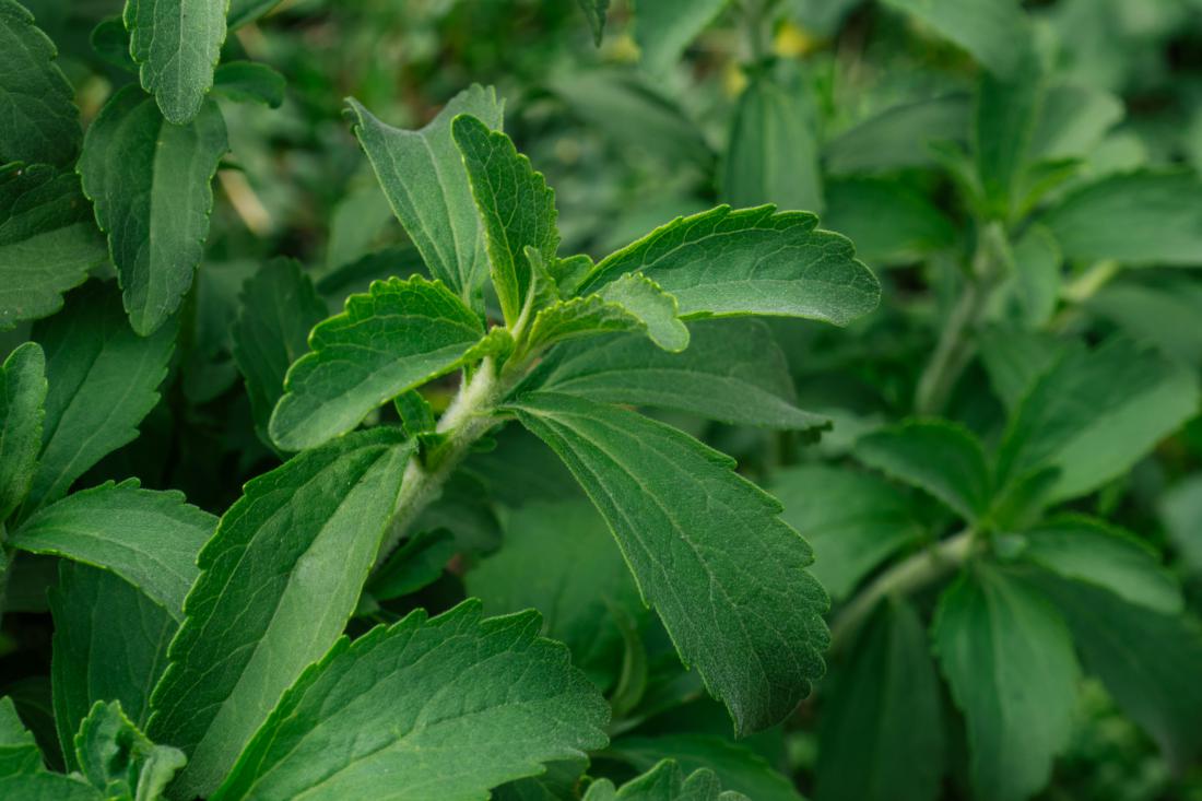Sladilo stevia se pridobiva iz istoimenske rastline. 